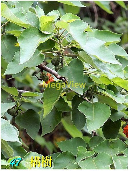 構樹英文|構樹 (Broussonetia papyrifera)